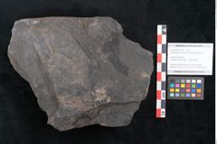 Foto (Objekt + Etikett) von Cupanites novae zeelandiae Ettingshausen (NHMW-GEO-2024-0188-10254)